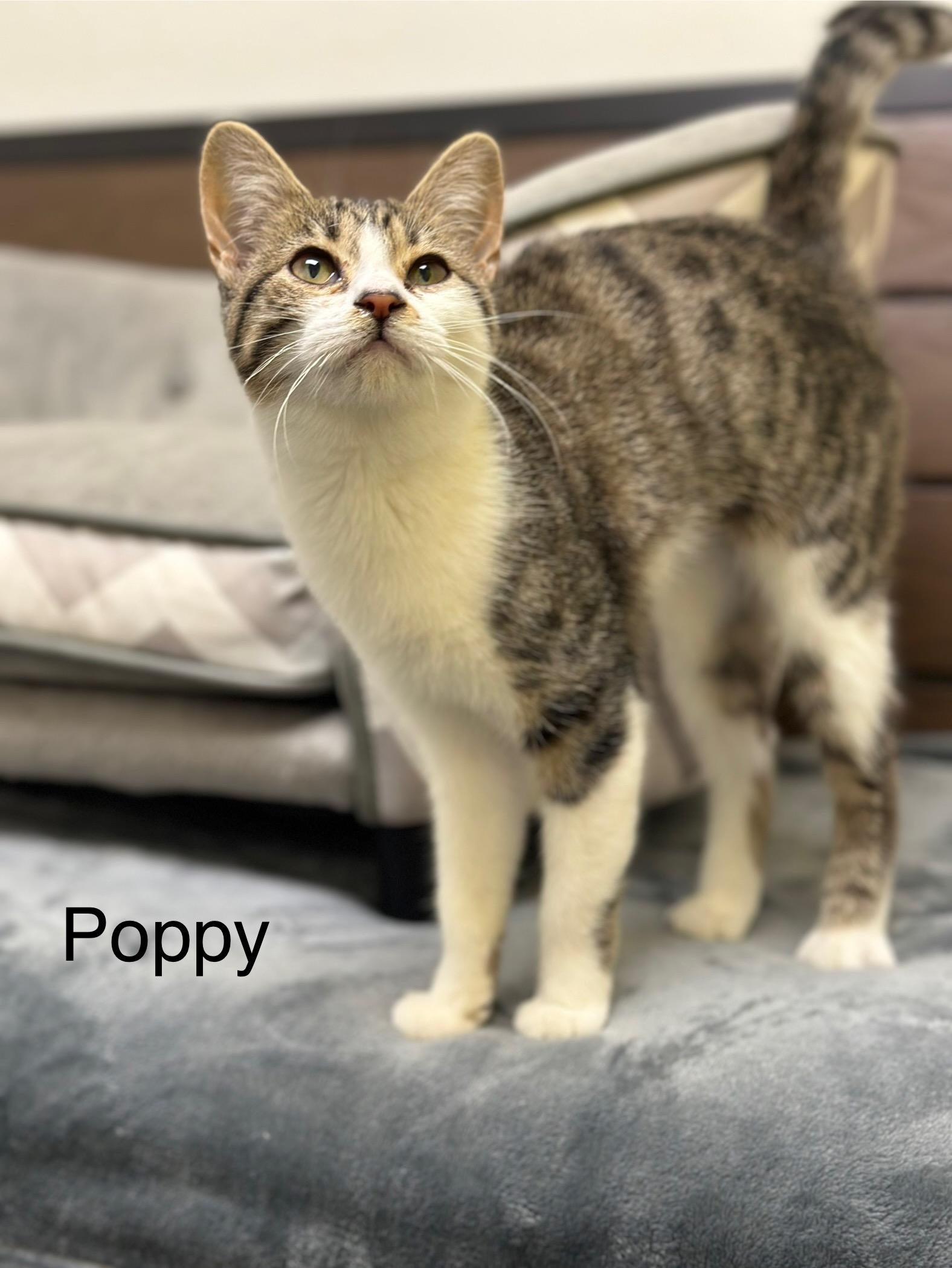 Poppy, a Adoptable Domestic Short Hair in Port Lavaca, TX image 6/6