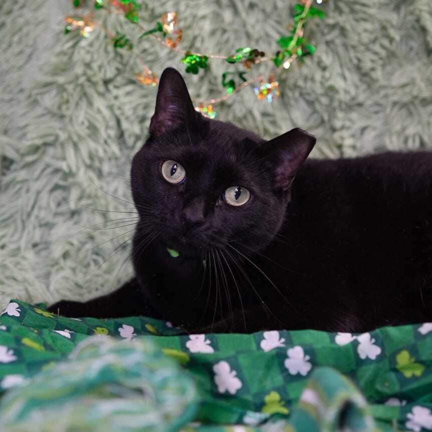 Enlarge Hamburger (bonded to Chicken), a Adoptable mixed breed in Wheaton, IL image 1/6