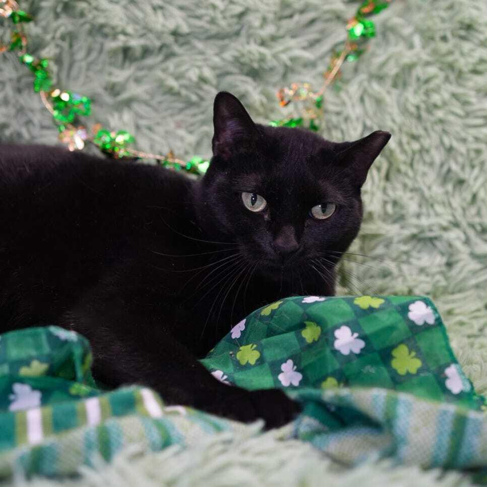 Enlarge Hamburger (bonded to Chicken), a Adoptable mixed breed in Wheaton, IL image 2/6