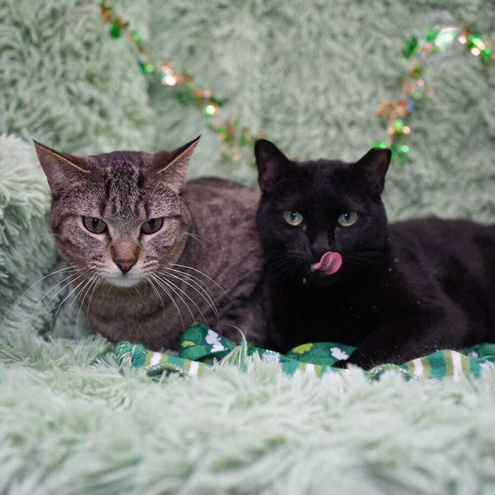 Enlarge Hamburger (bonded to Chicken), a Adoptable mixed breed in Wheaton, IL image 4/6