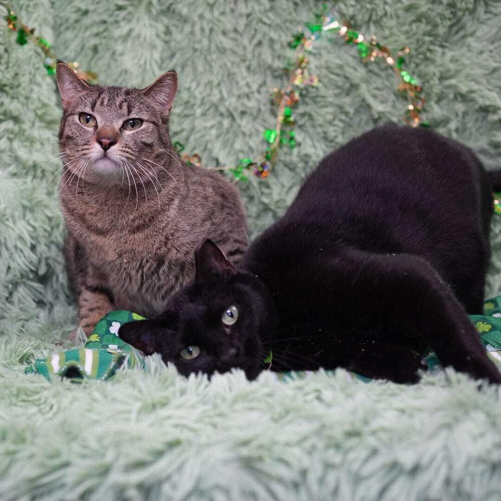 Enlarge Hamburger (bonded to Chicken), a Adoptable mixed breed in Wheaton, IL image 5/6