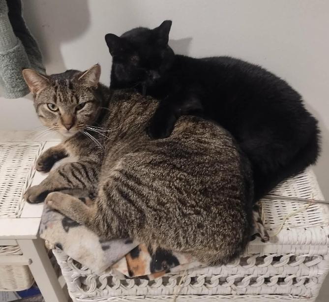 Enlarge Hamburger (bonded to Chicken), a Adoptable mixed breed in Wheaton, IL image 6/6