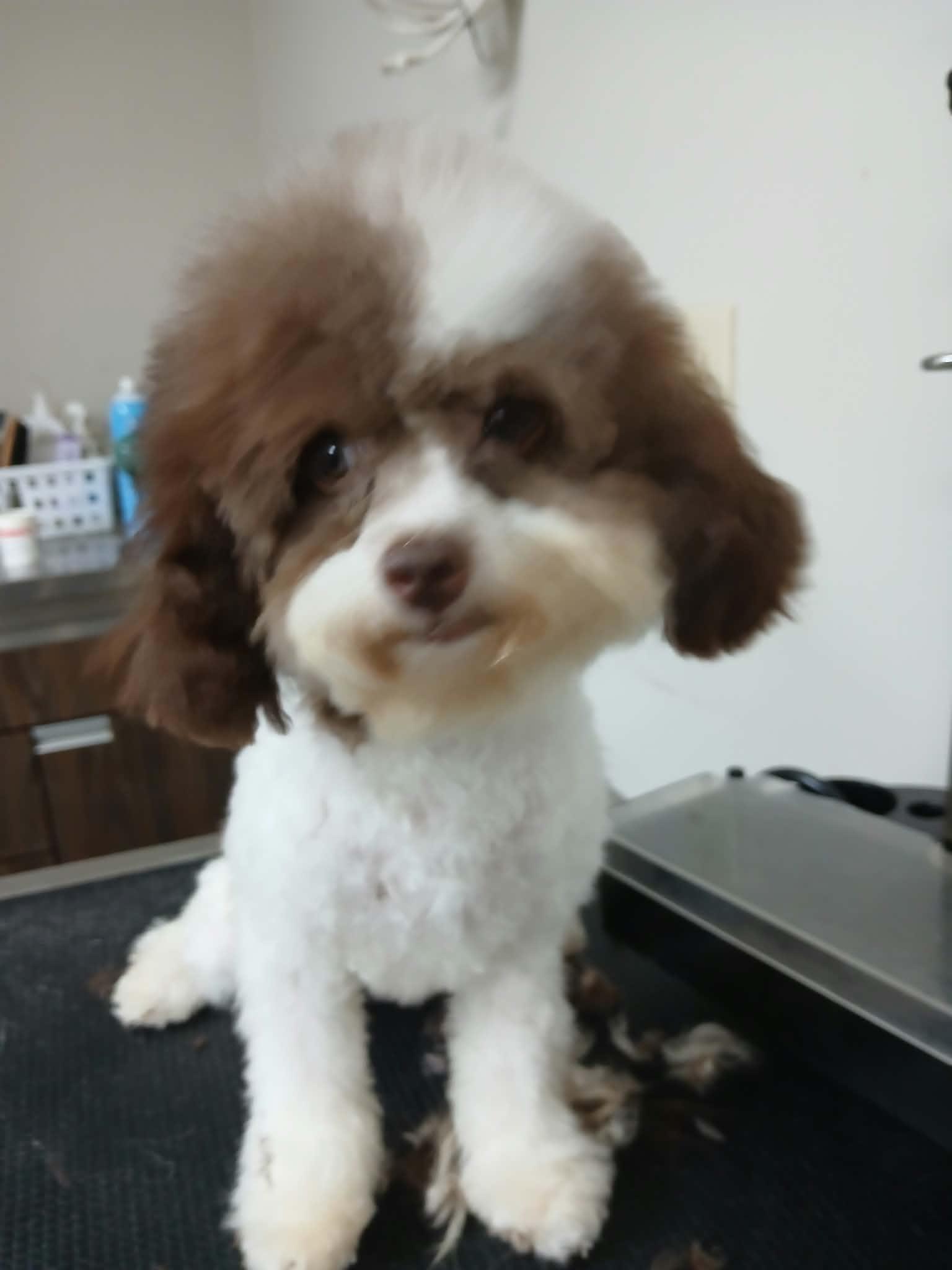 Enlarge Lily, a Adoptable Poodle (Toy) in Vernon, CT image 3/6