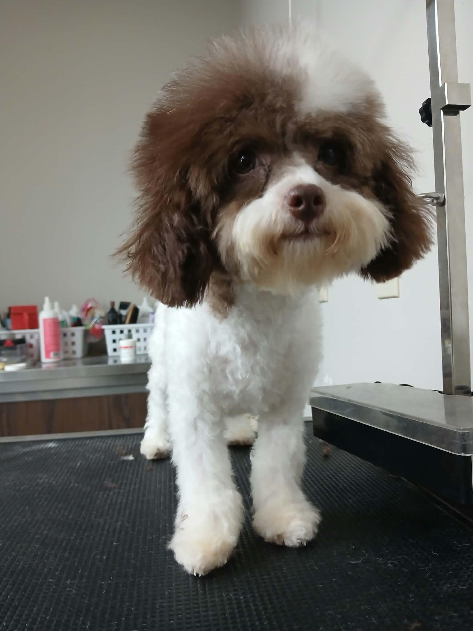 Enlarge Lily, a Adoptable Poodle (Toy) in Vernon, CT image 4/6