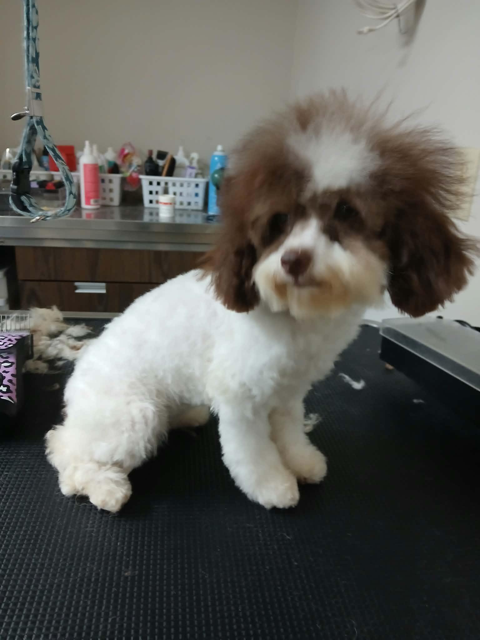 Enlarge Lily, a Adoptable Poodle (Toy) in Vernon, CT image 5/6