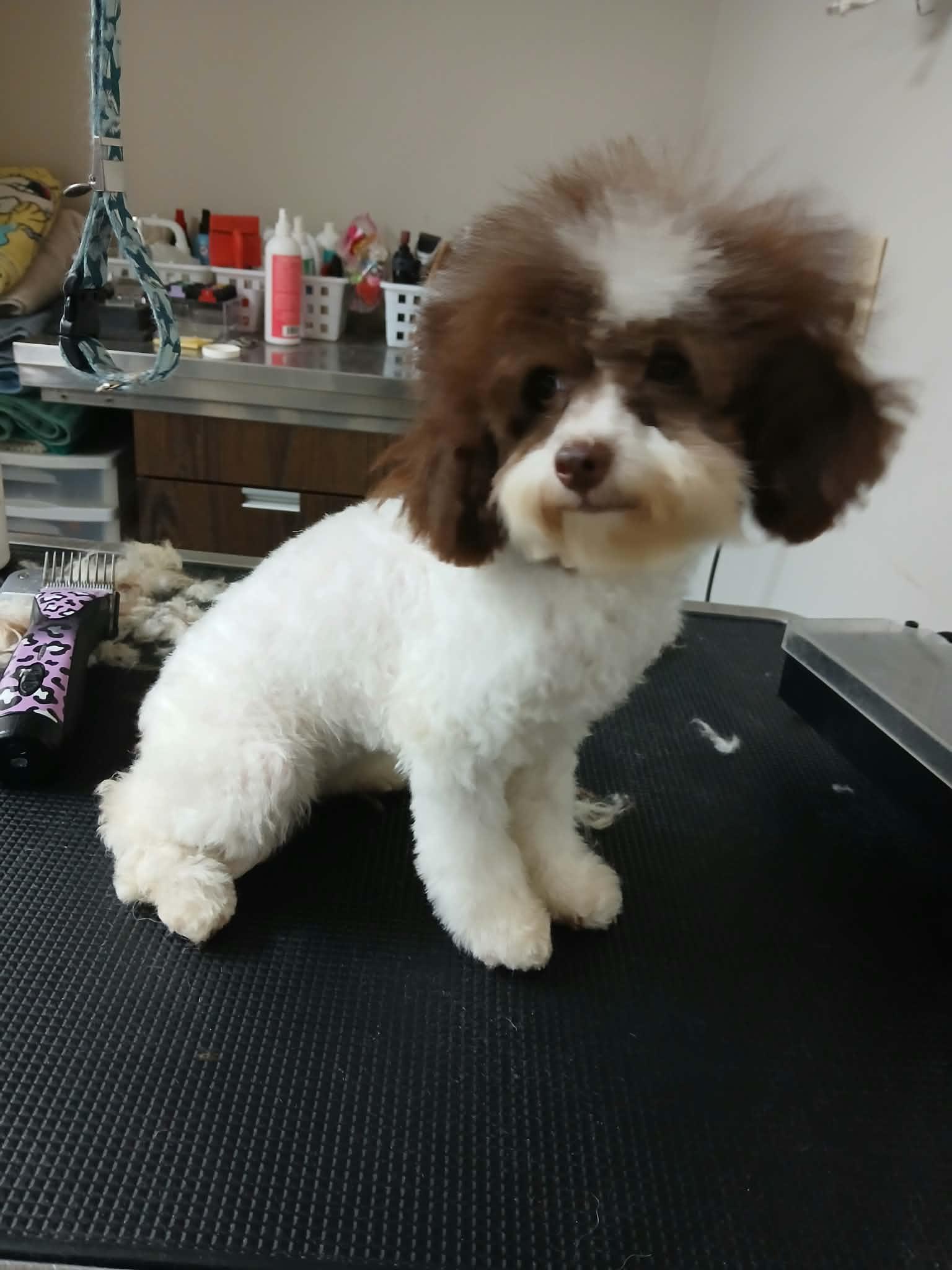 Enlarge Lily, a Adoptable Poodle (Toy) in Vernon, CT image 2/6