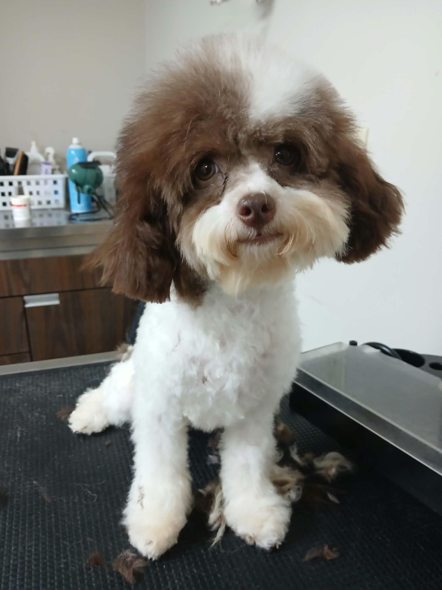Enlarge Lily, a Adoptable Poodle (Toy) in Vernon, CT image 1/6