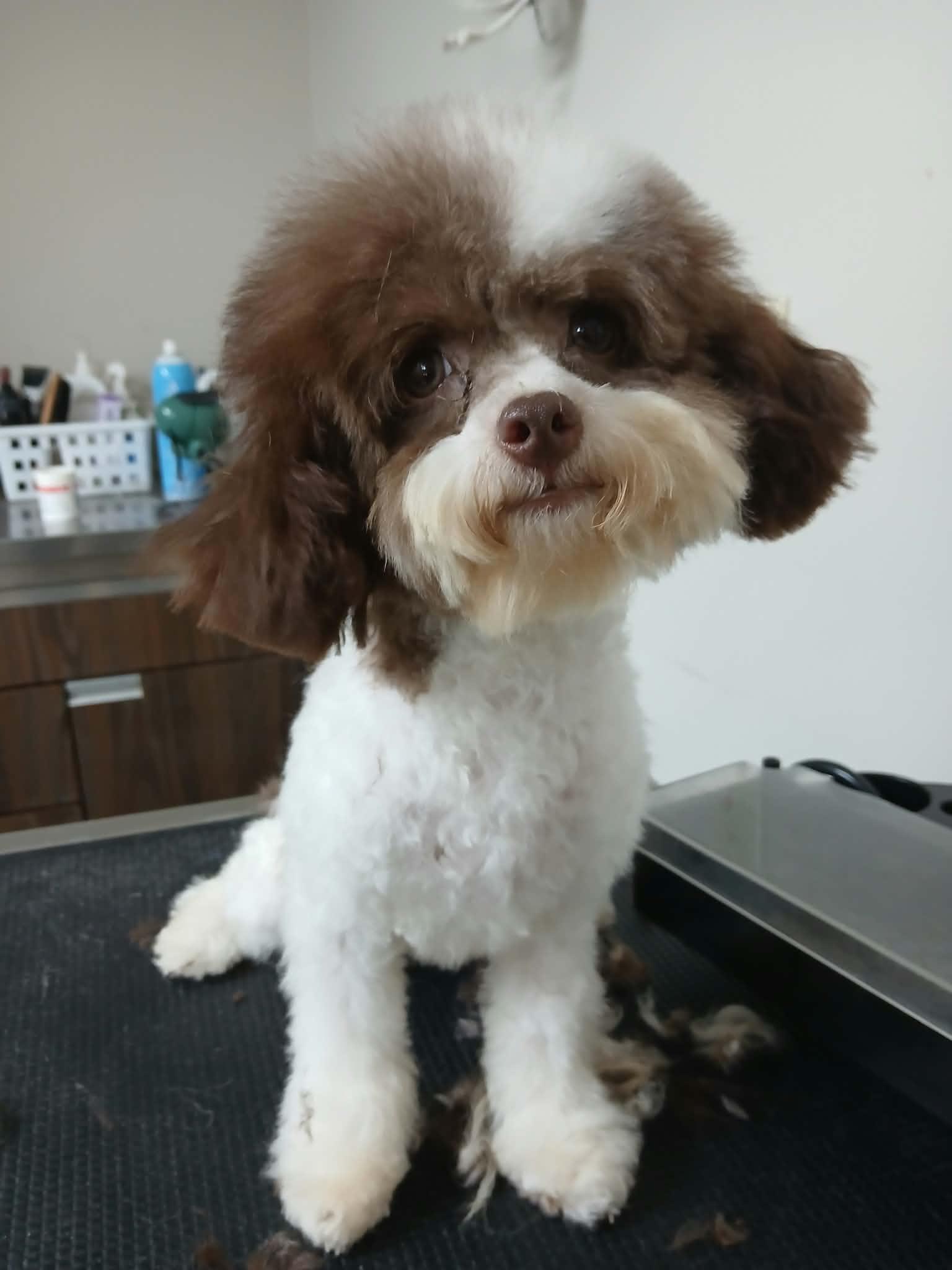 Enlarge Lily, a Adoptable Poodle (Toy) in Vernon, CT image 6/6
