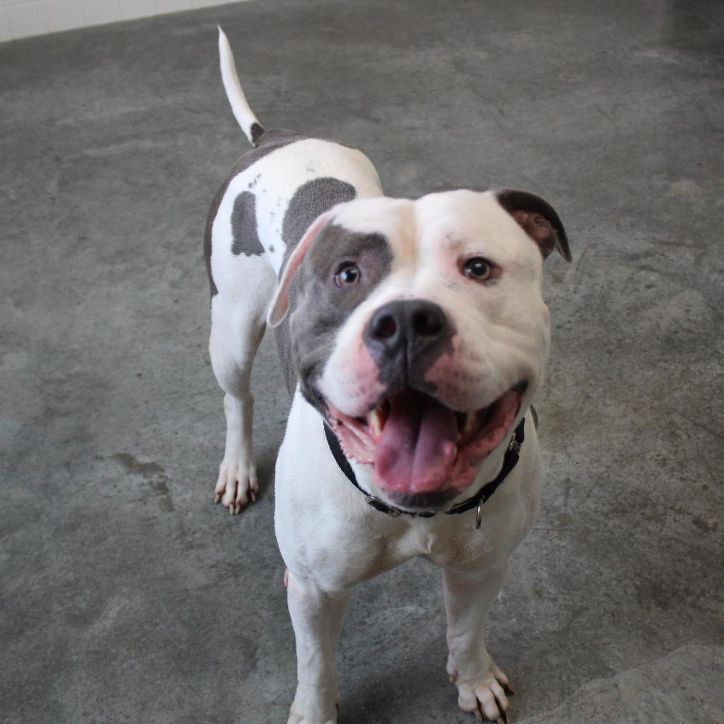 Duke, Adoptable, Adult Male American Bulldog & Mixed Breed.