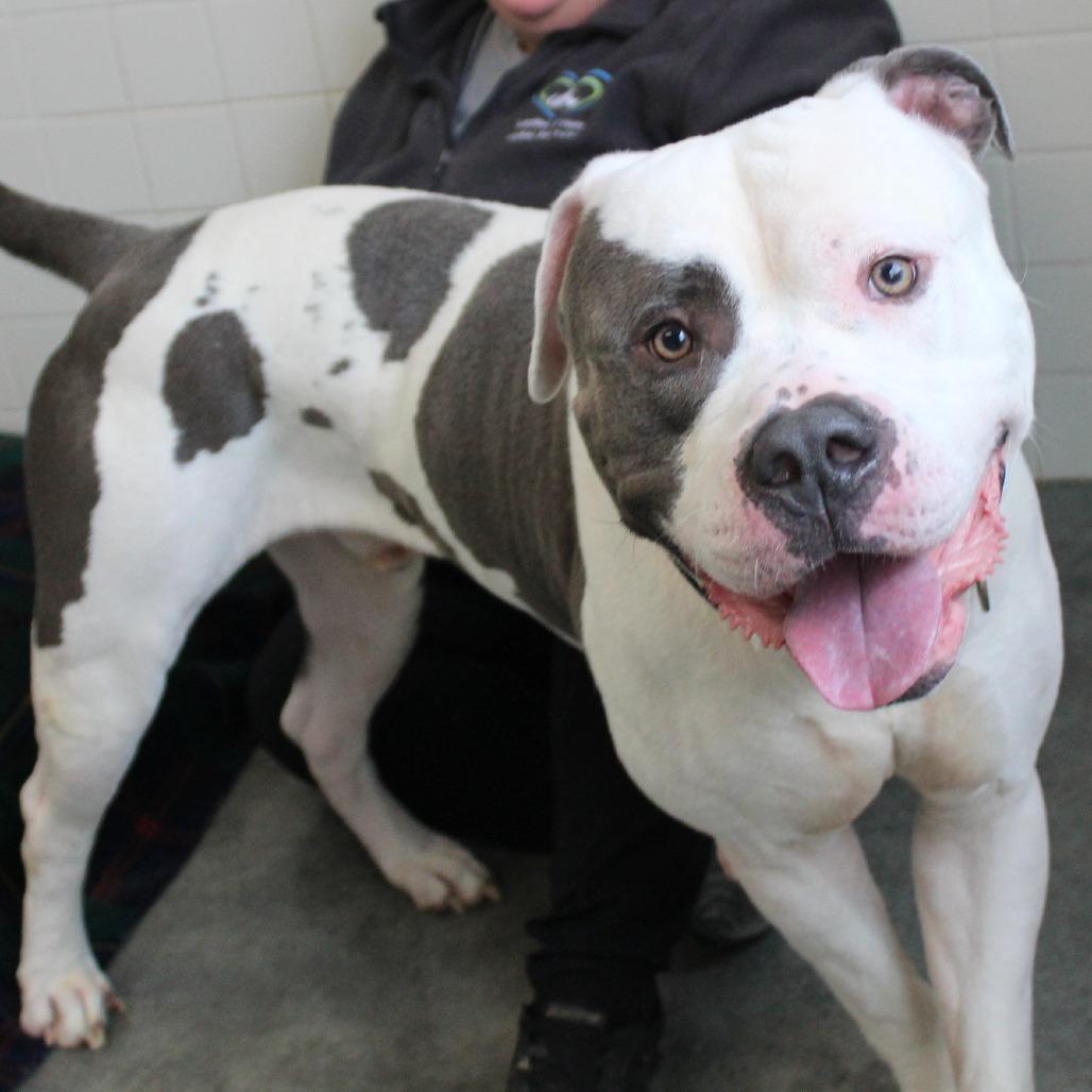 Enlarge Duke, a Adoptable mixed breed in Melbourne, KY image 2/5