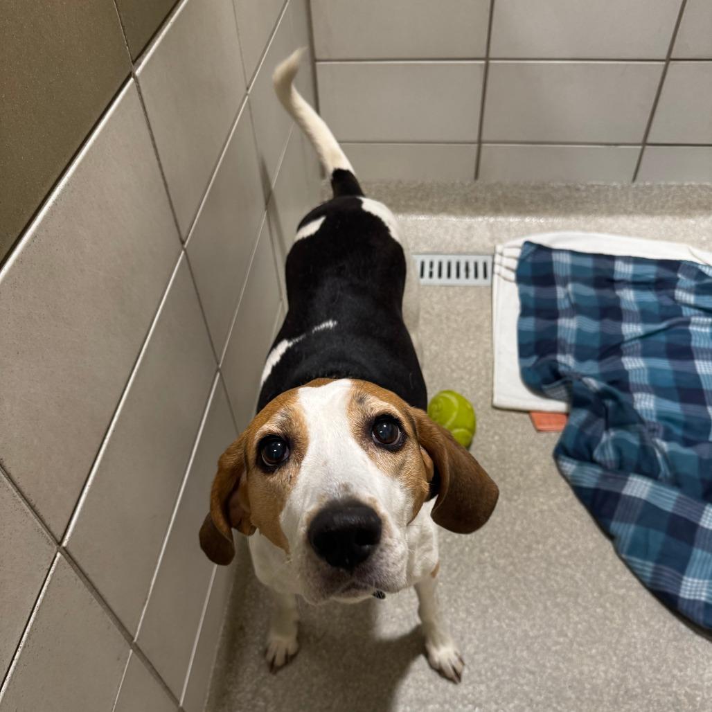 Rosie, Adoptable, Senior Female Treeing Walker Coonhound.