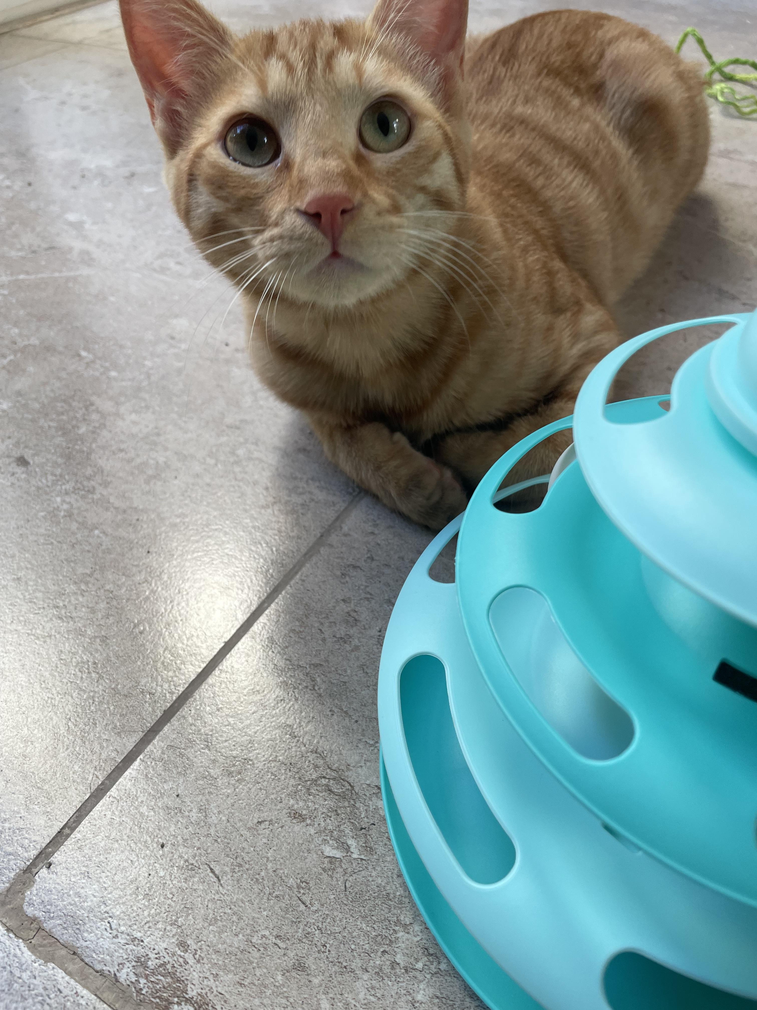 Mucho and Lucho, the Sweetest Sun Kittens, a Adoptable Domestic Short Hair in Somerset, NJ image 4/6