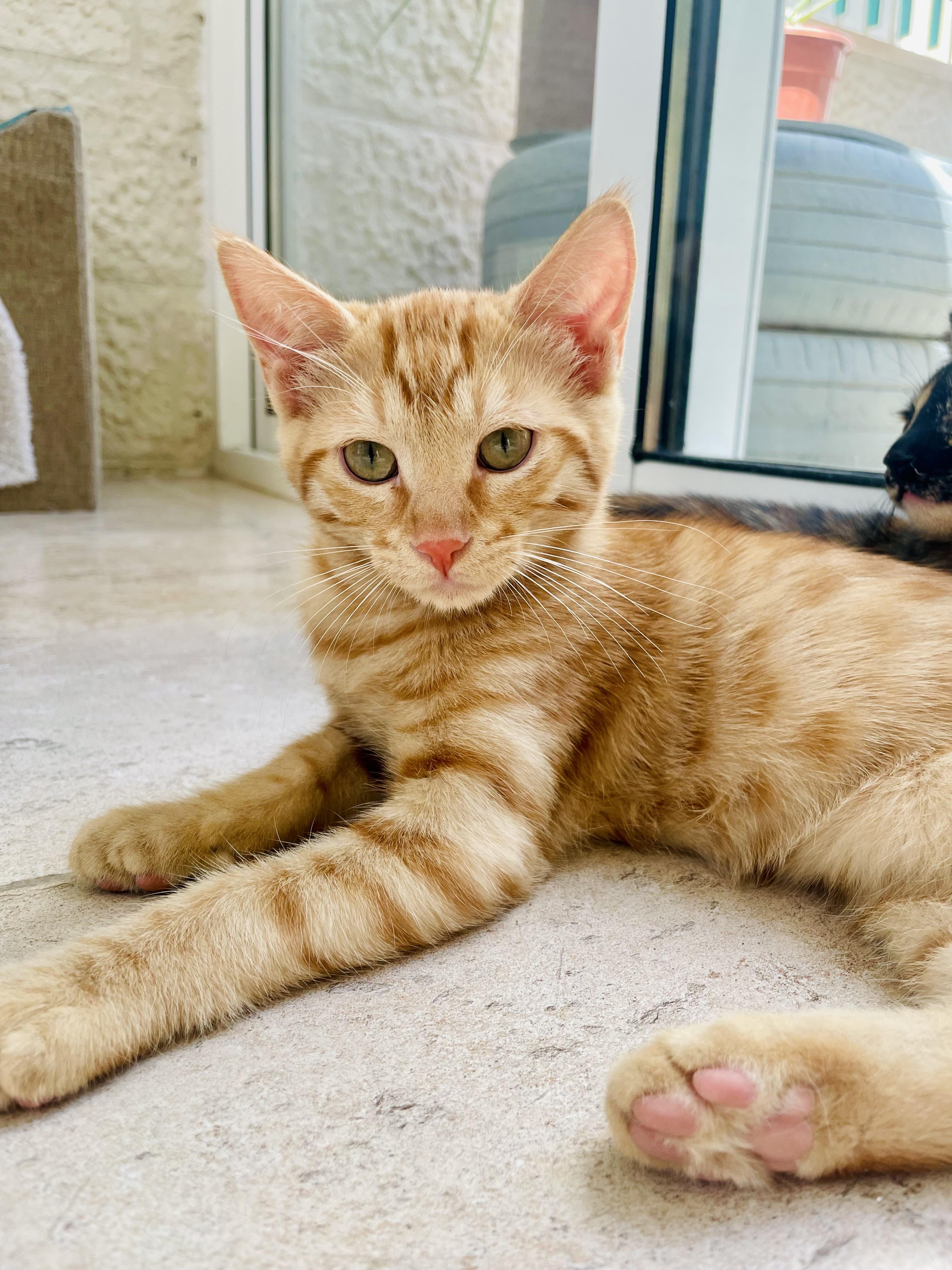 Mucho and Lucho, the Sweetest Sun Kittens, a Adoptable Domestic Short Hair in Somerset, NJ image 6/6