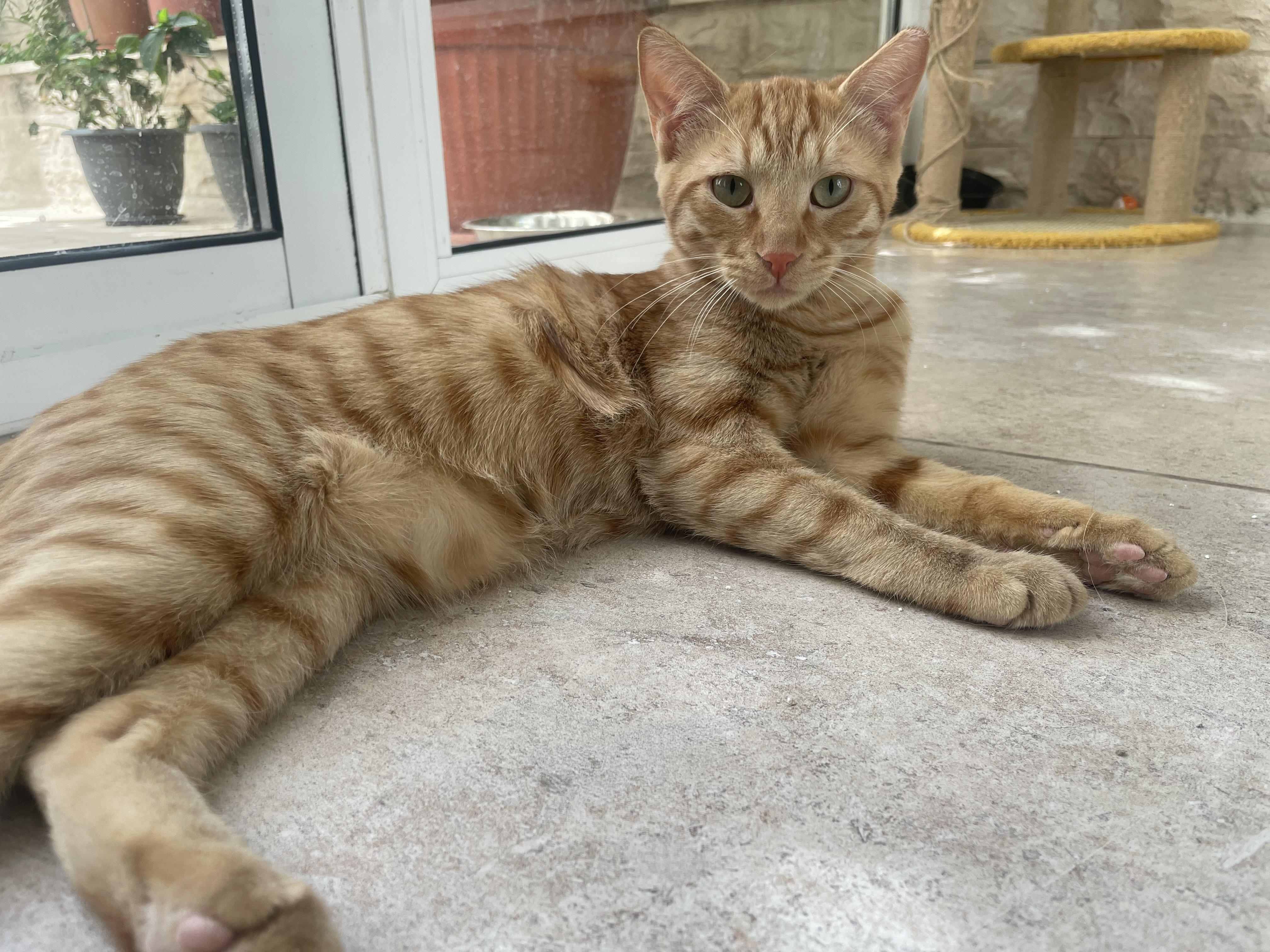 Mucho and Lucho, the Sweetest Sun Kittens, a Adoptable Domestic Short Hair in Somerset, NJ image 3/6