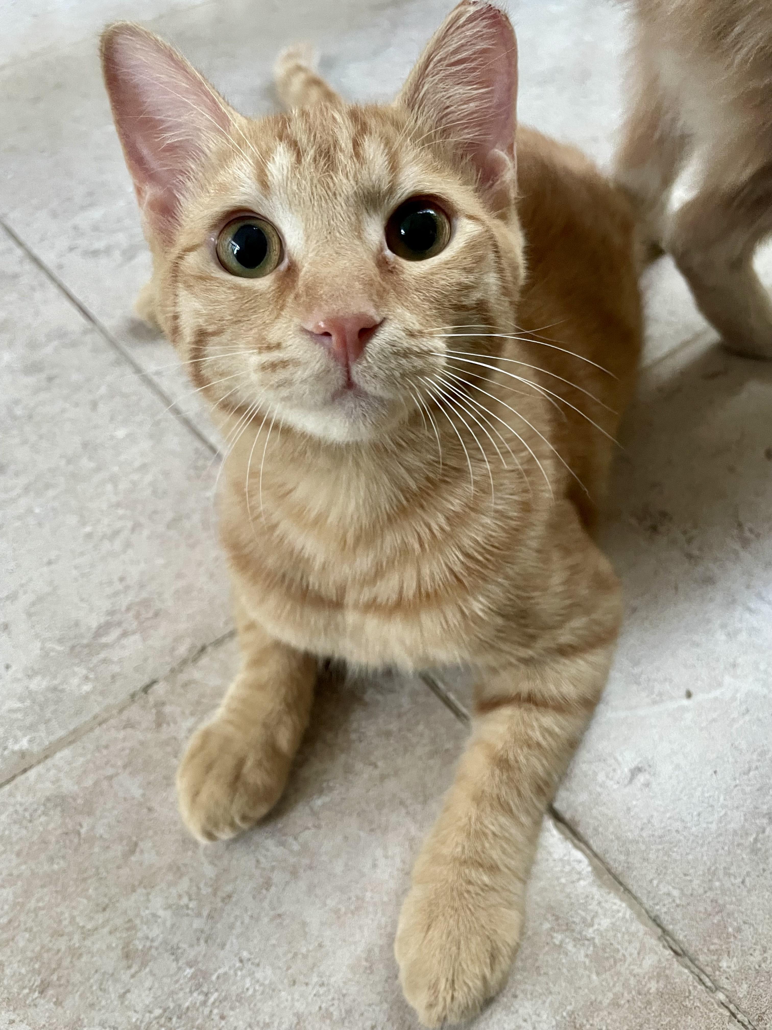 Mucho and Lucho, the Sweetest Sun Kittens, a Adoptable Domestic Short Hair in Somerset, NJ image 2/6