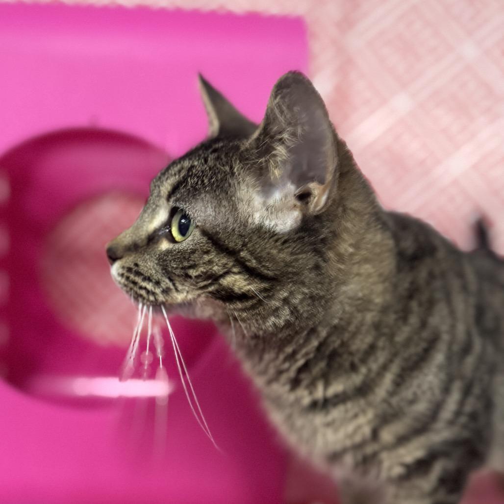 Cloud Phoenix 55807, Adoptable, Adult Female Domestic Short Hair & Domestic Short Hair.