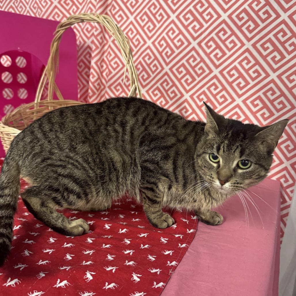 Enlarge Cloud Phoenix 55807, a Adoptable mixed breed in Lansing, MI image 2/5