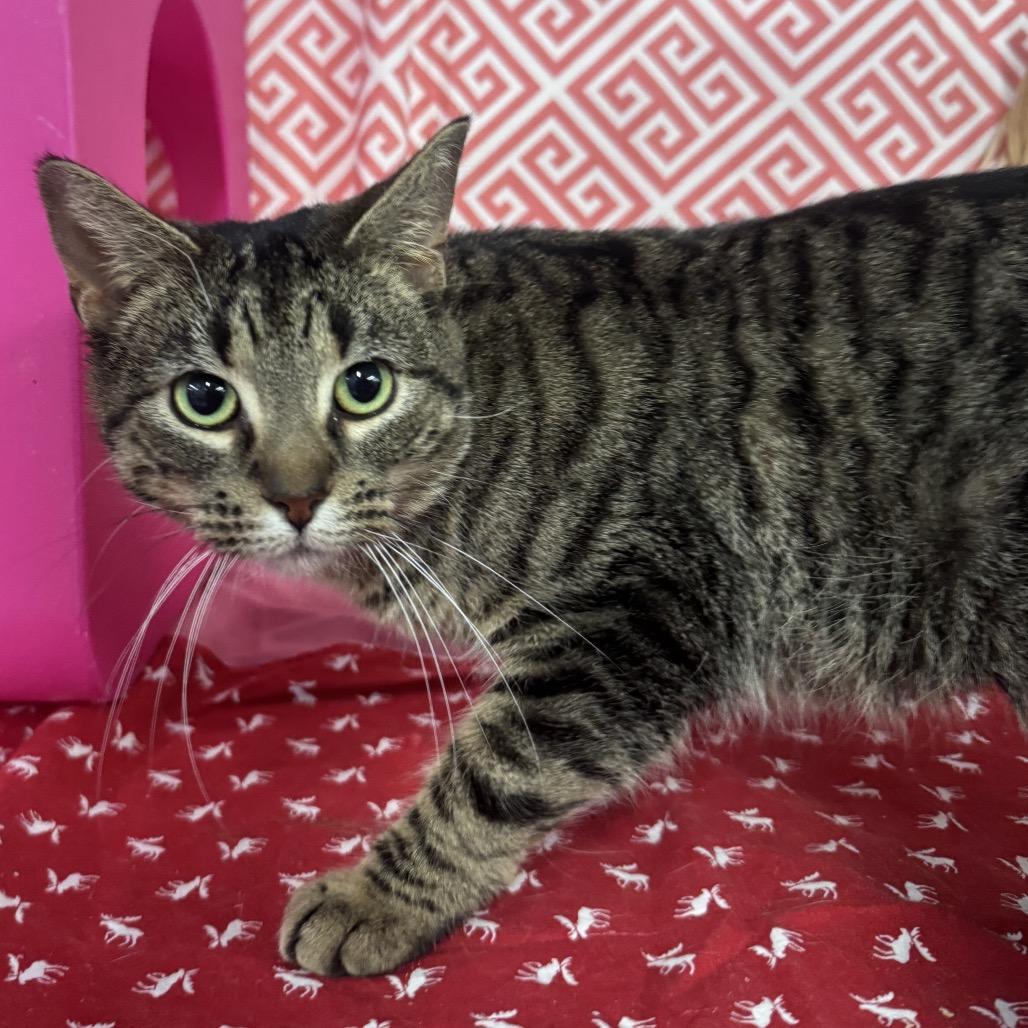 Enlarge Cloud Phoenix 55807, a Adoptable mixed breed in Lansing, MI image 3/5