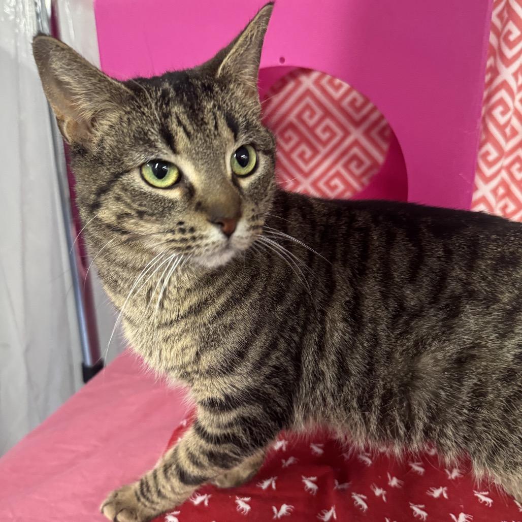 Enlarge Cloud Phoenix 55807, a Adoptable mixed breed in Lansing, MI image 4/5