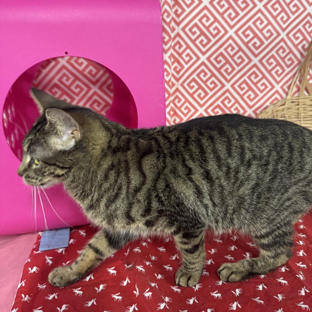 Enlarge Cloud Phoenix 55807, a Adoptable mixed breed in Lansing, MI image 5/5