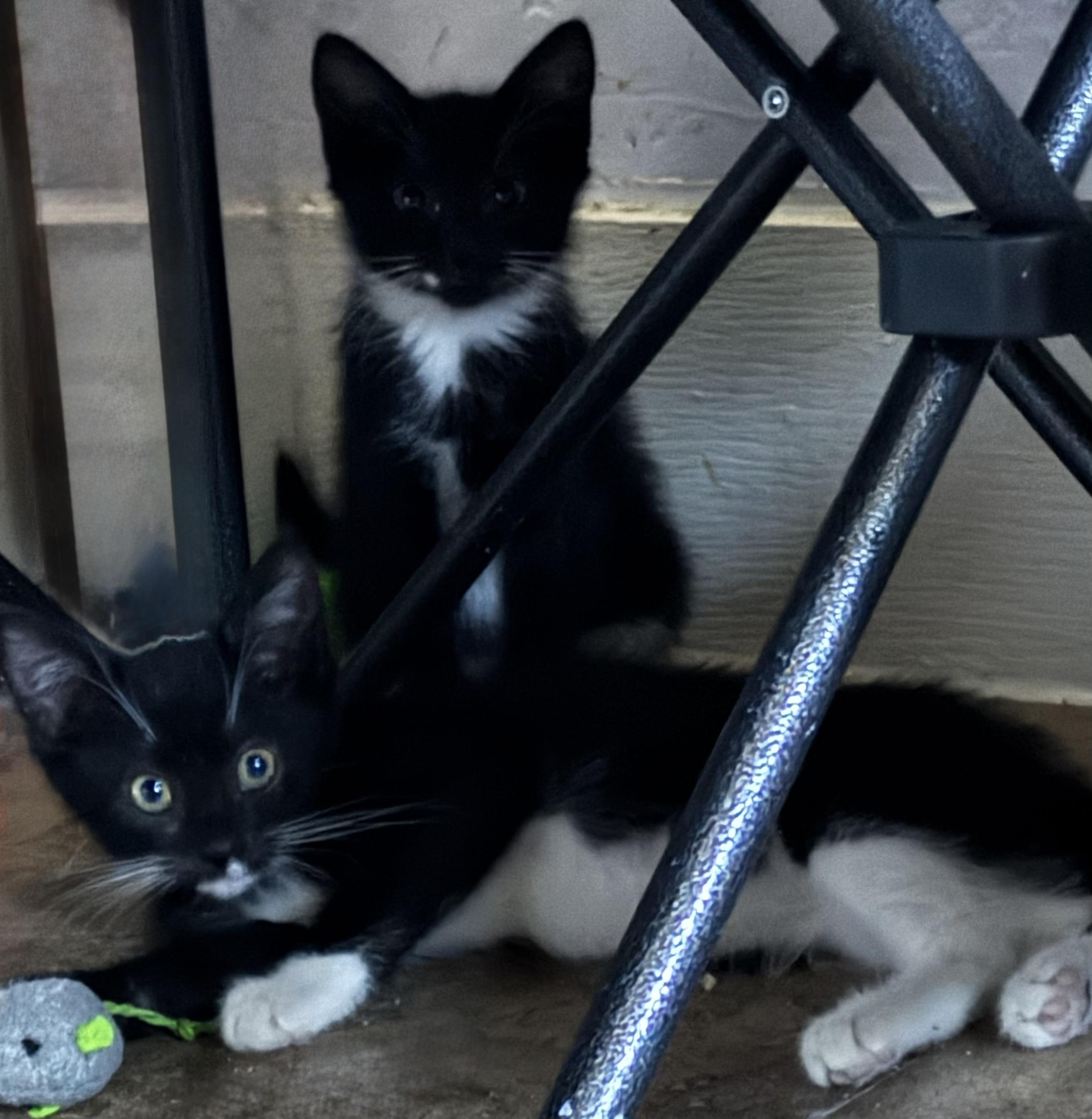 Oreo & Willow photo 2