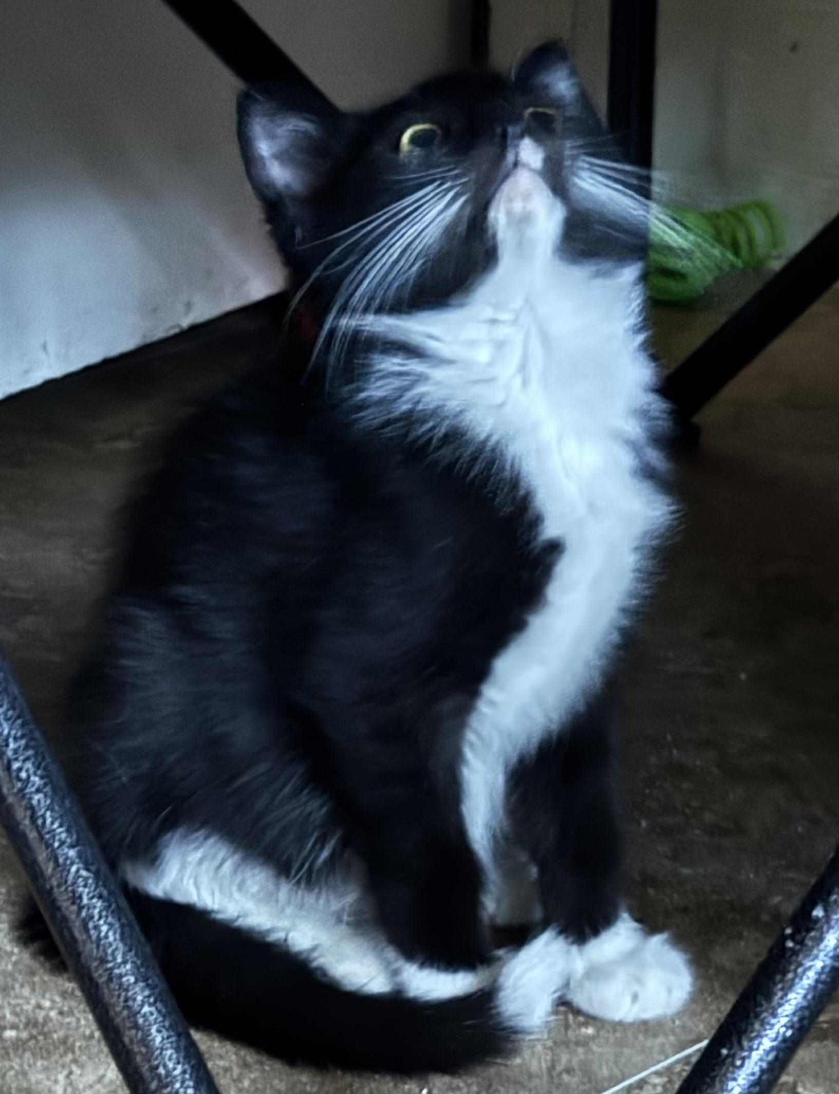 Oreo & Willow, Young Male unknown