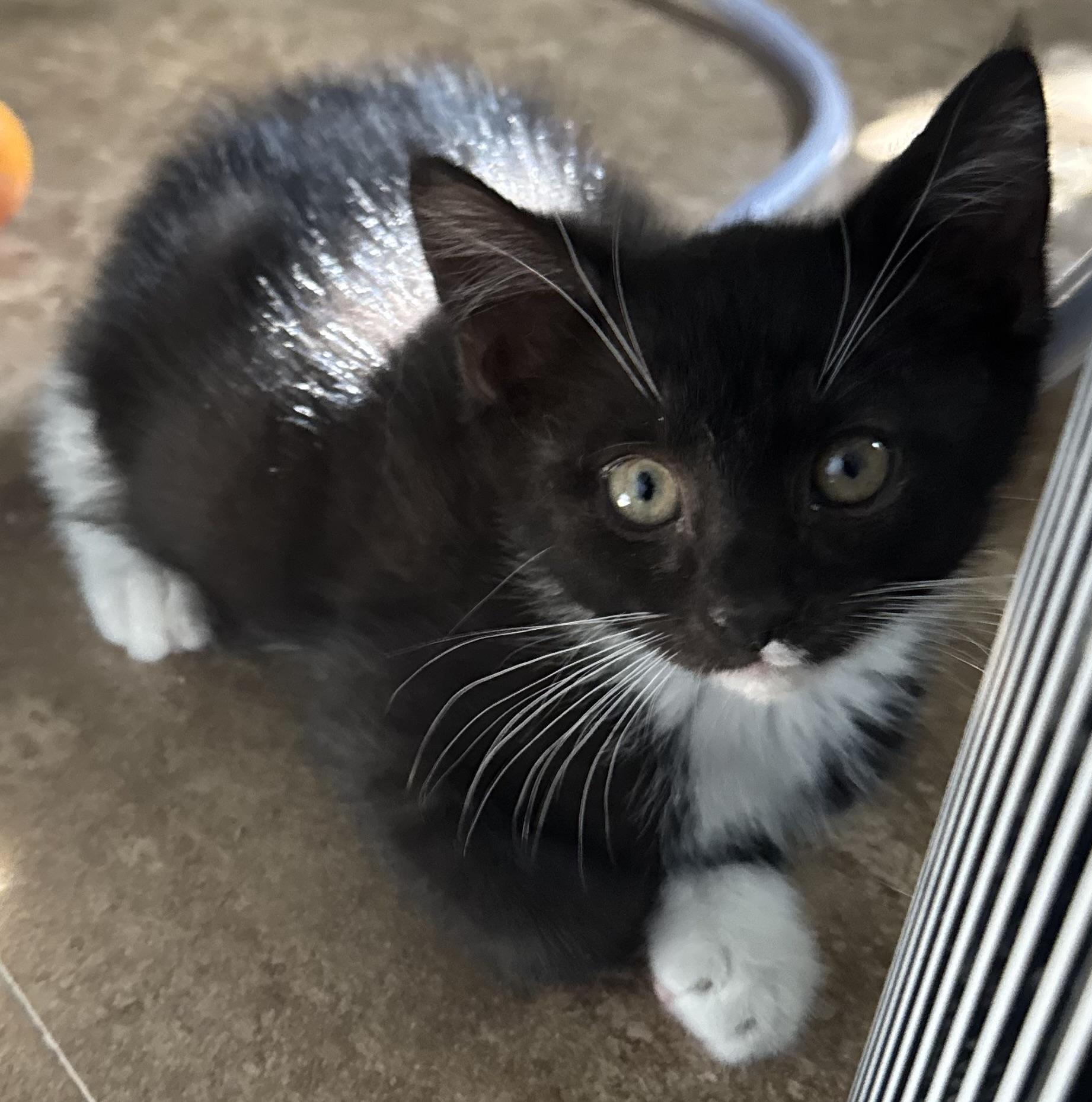 Oreo & Willow photo 3