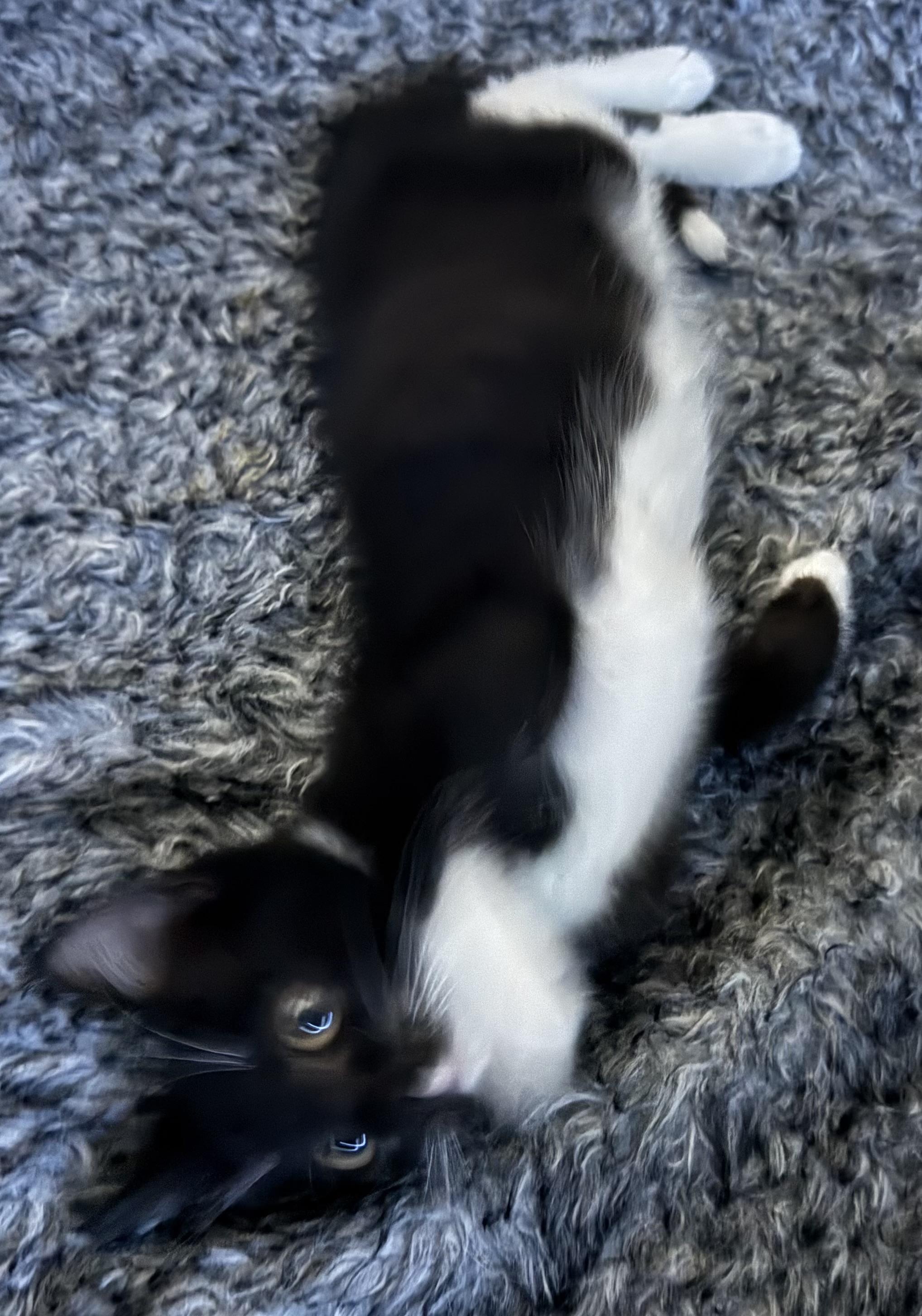 Oreo & Willow photo 4
