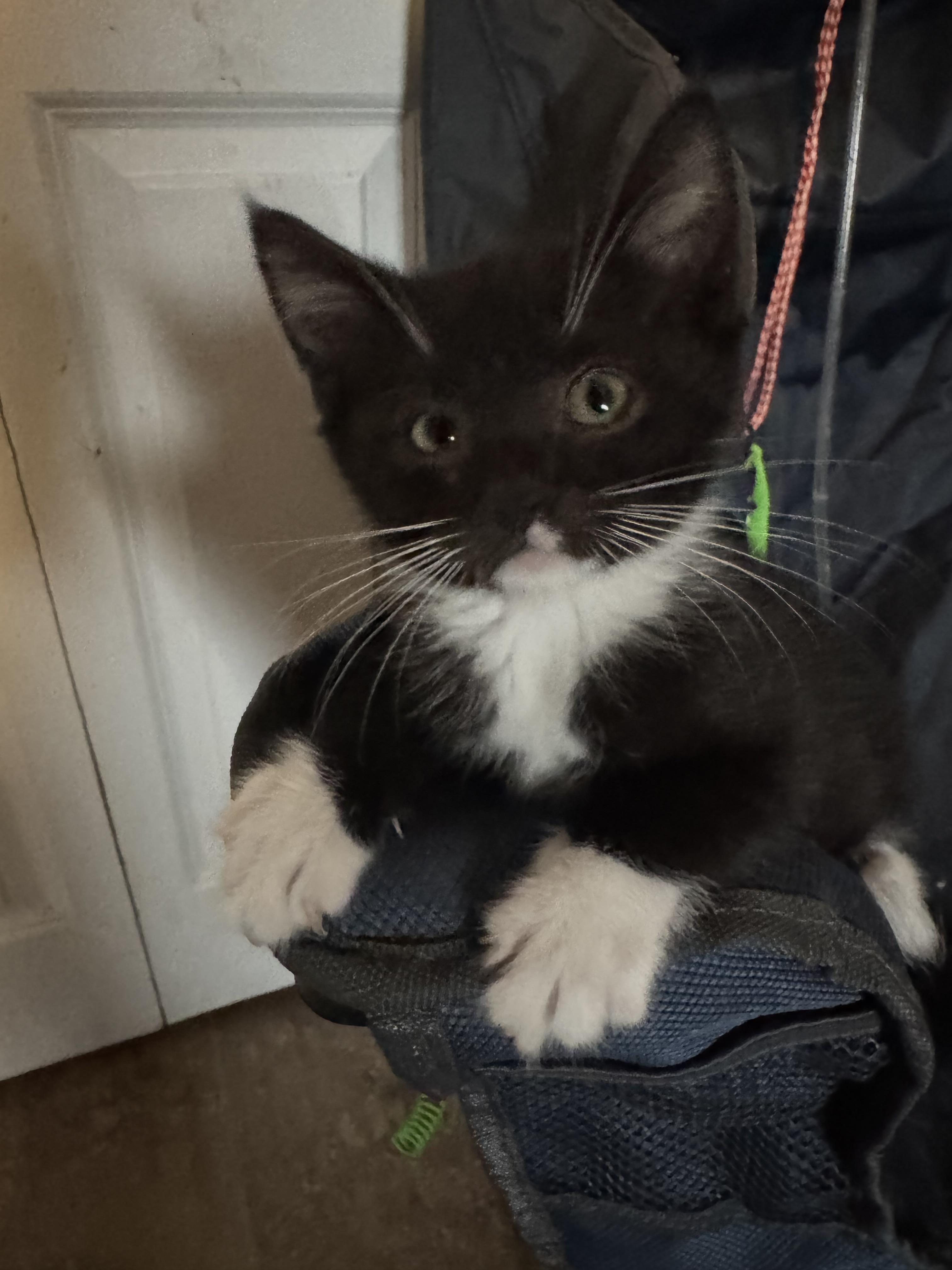 Oreo & Willow photo 6