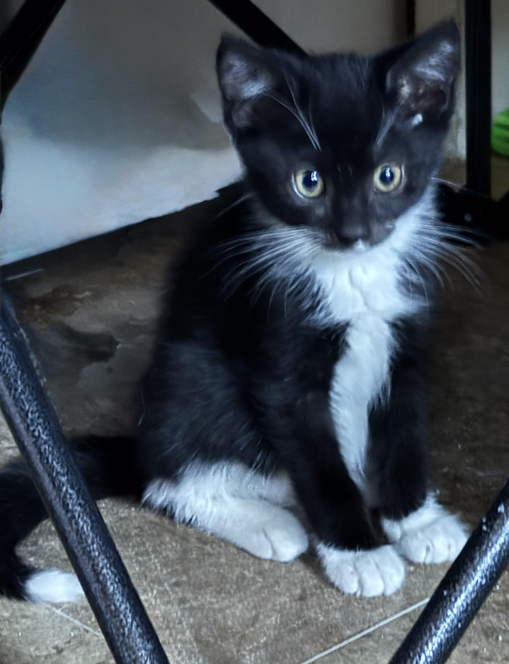 Oreo & Willow photo 5