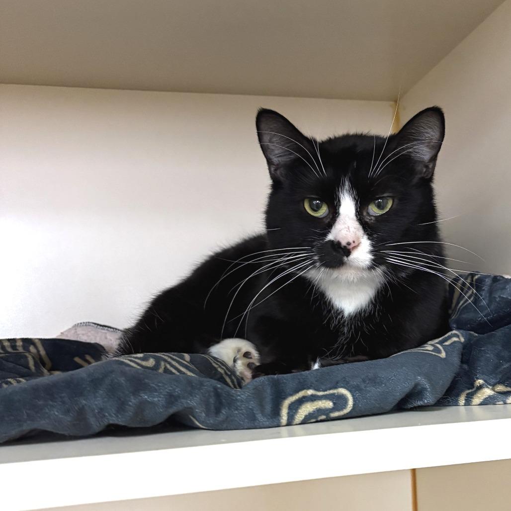 Baby Stubs, Adoptable, Adult Female Domestic Short Hair.