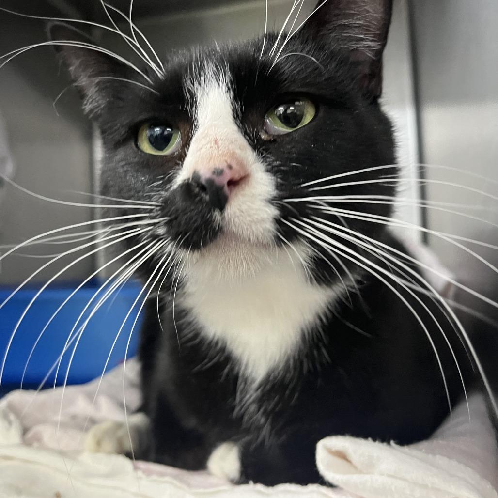 Baby Stubs, Adoptable, Adult Female Domestic Short Hair.