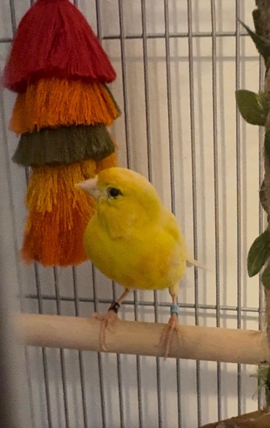 Enlarge Tweety, a Adopted mixed breed in Andover, CT image 2/5