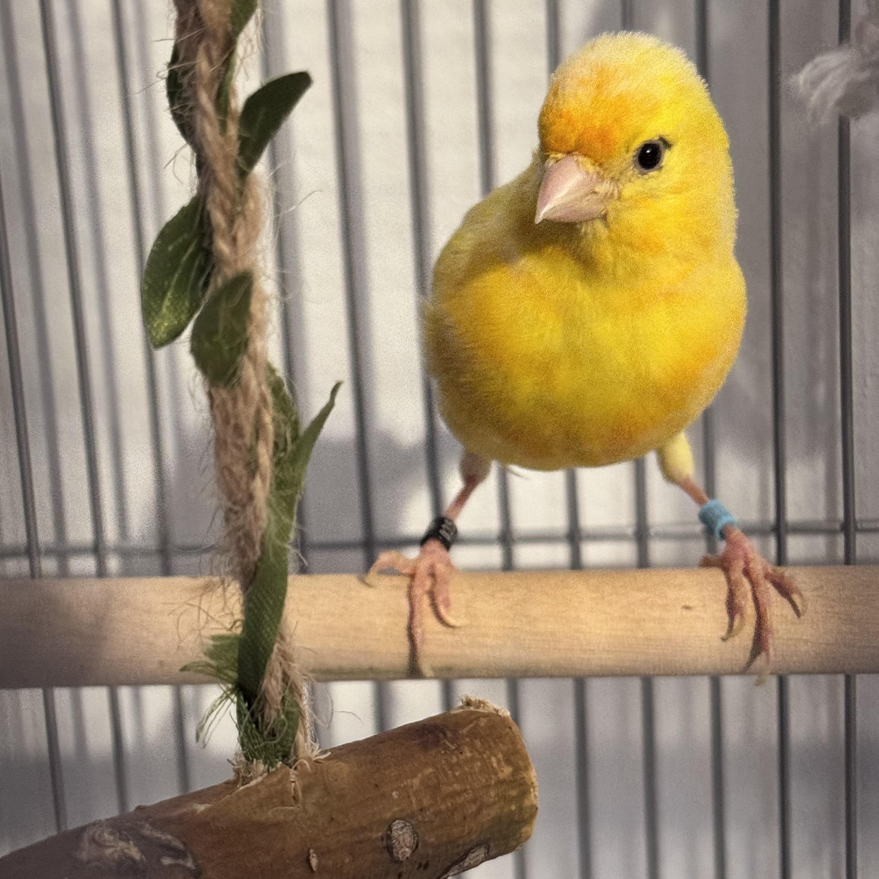 Enlarge Tweety, a Adopted mixed breed in Andover, CT image 3/5