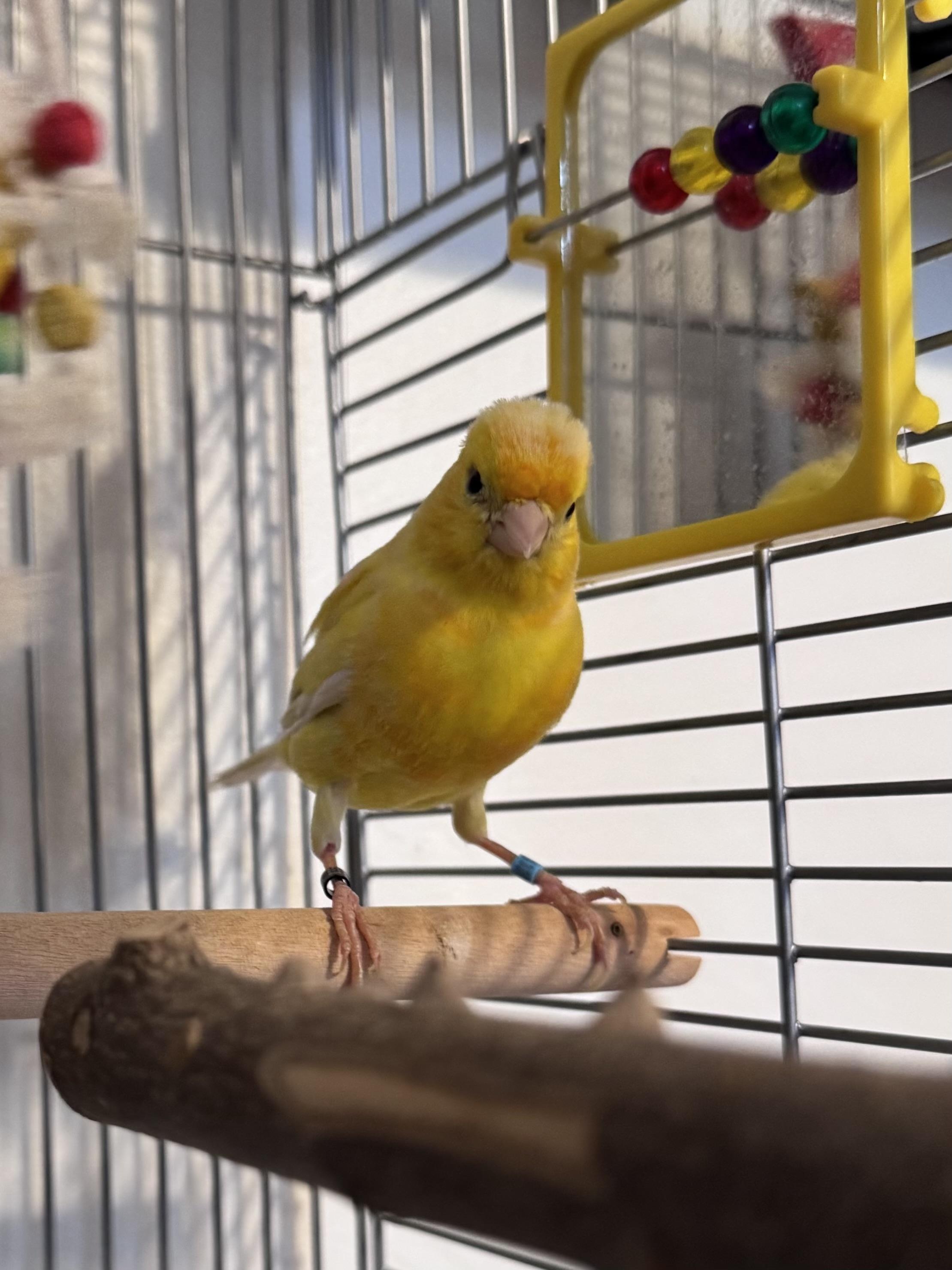 Enlarge Tweety, a Adopted mixed breed in Andover, CT image 4/5