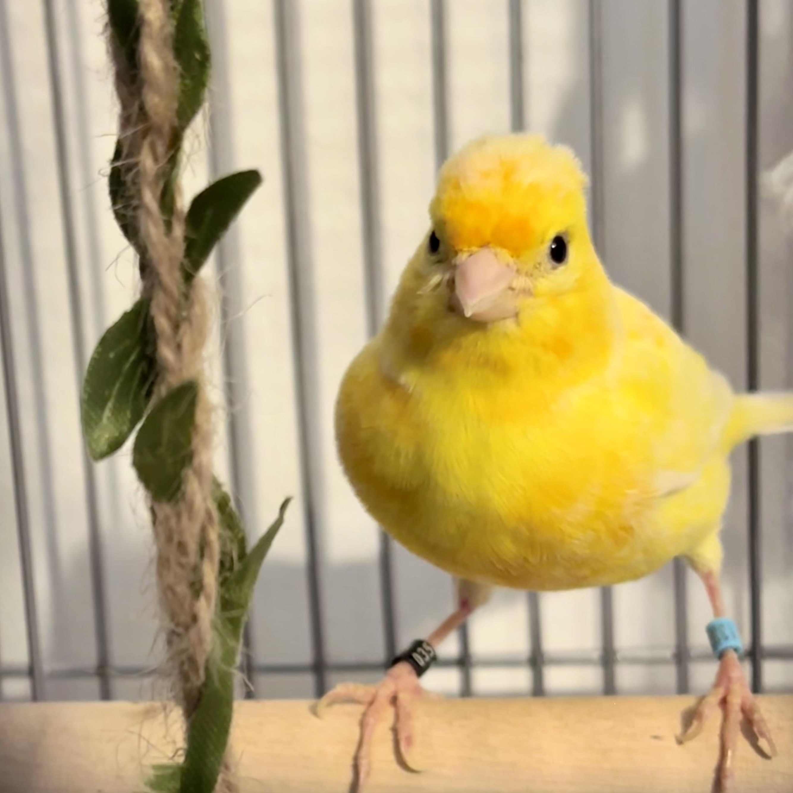 Tweety photo
