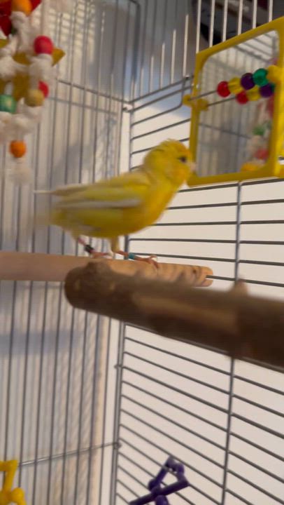 Enlarge Tweety, a Adopted mixed breed in Andover, CT video 5/5