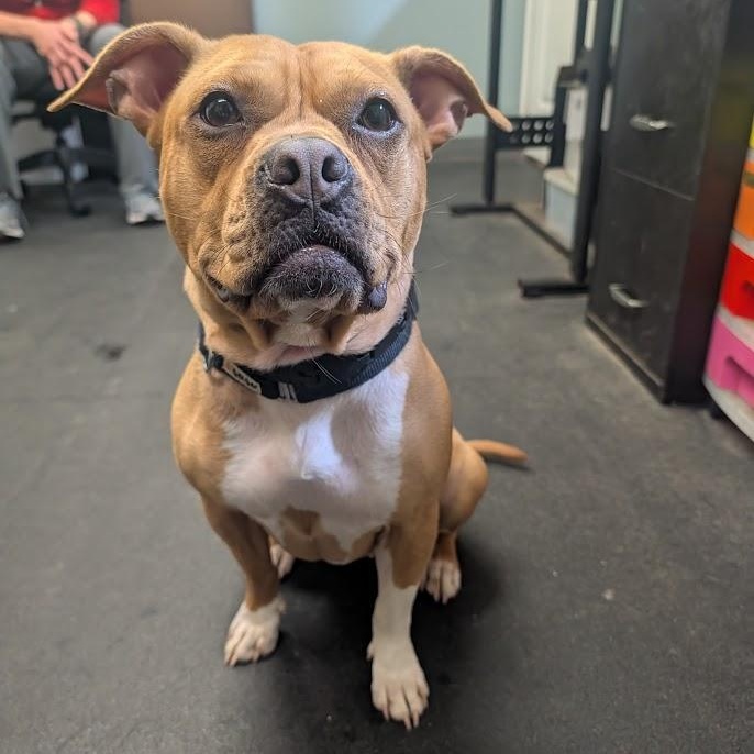 Hazelnut, Adoptable, Adult Female Pit Bull Terrier.