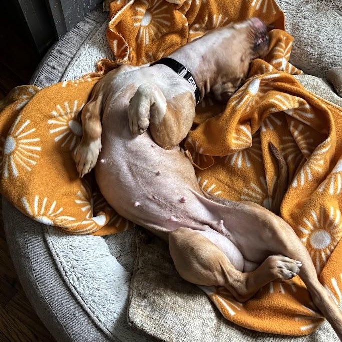 Hazelnut, Adoptable, Adult Female Pit Bull Terrier.