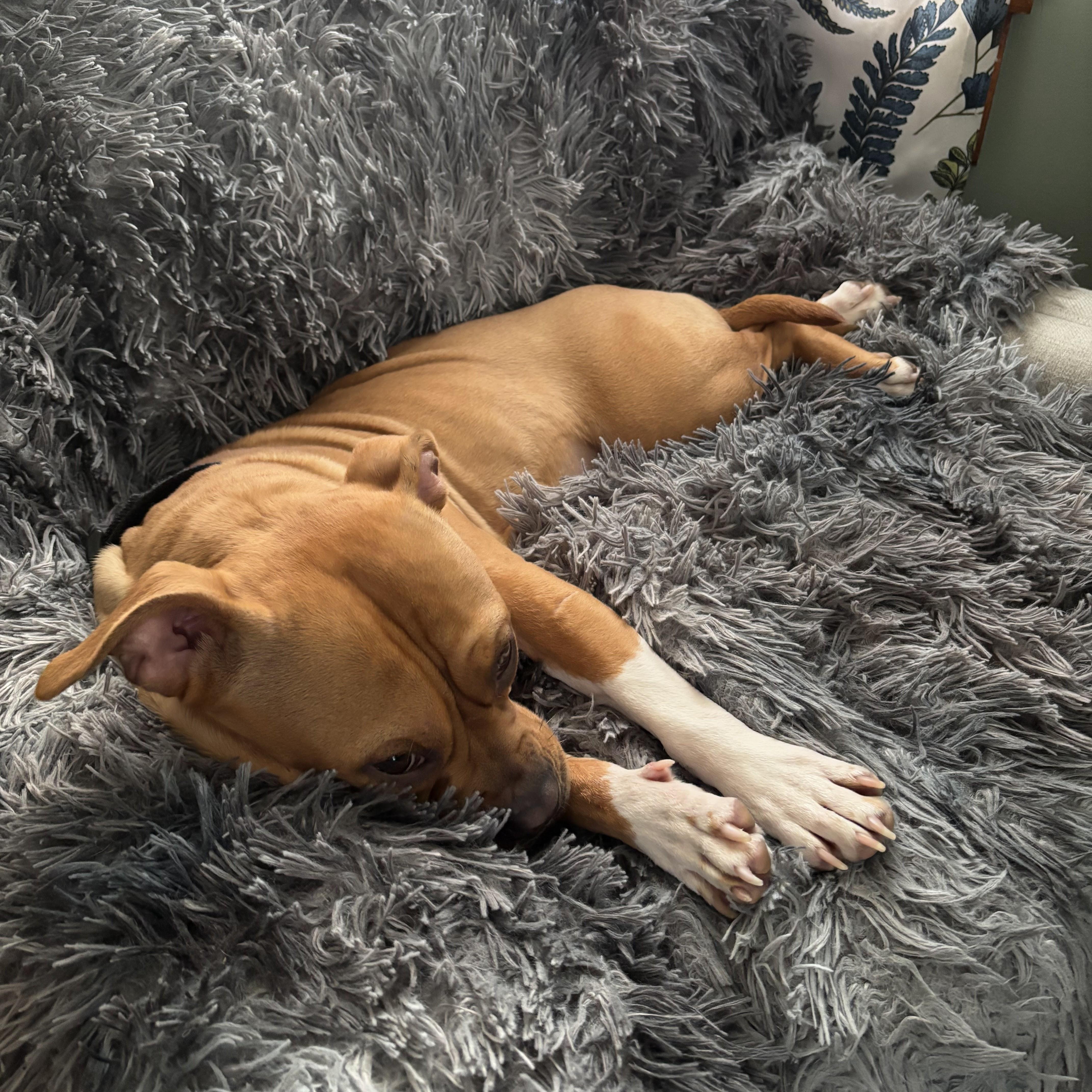 Enlarge Hazelnut, a Adoptable mixed breed in Buffalo, NY image 5/6