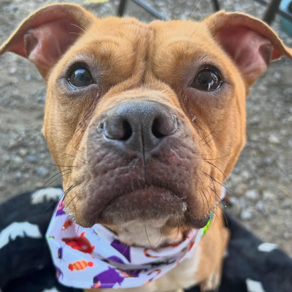 Hazelnut, a Adoptable mixed breed in Buffalo, NY image 4/6