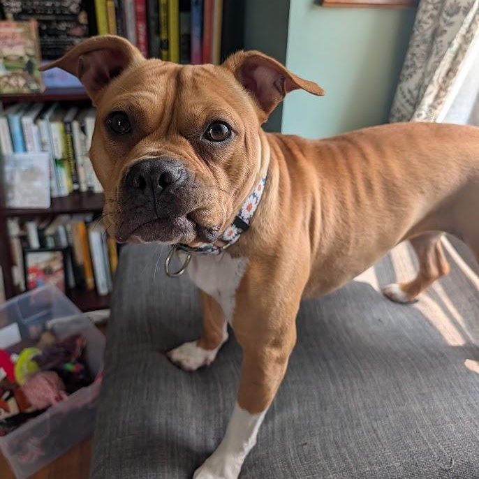 Hazelnut, a Adoptable mixed breed in Buffalo, NY image 1/6