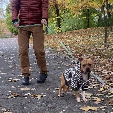 Hazelnut, a Adoptable mixed breed in Buffalo, NY image 6/6