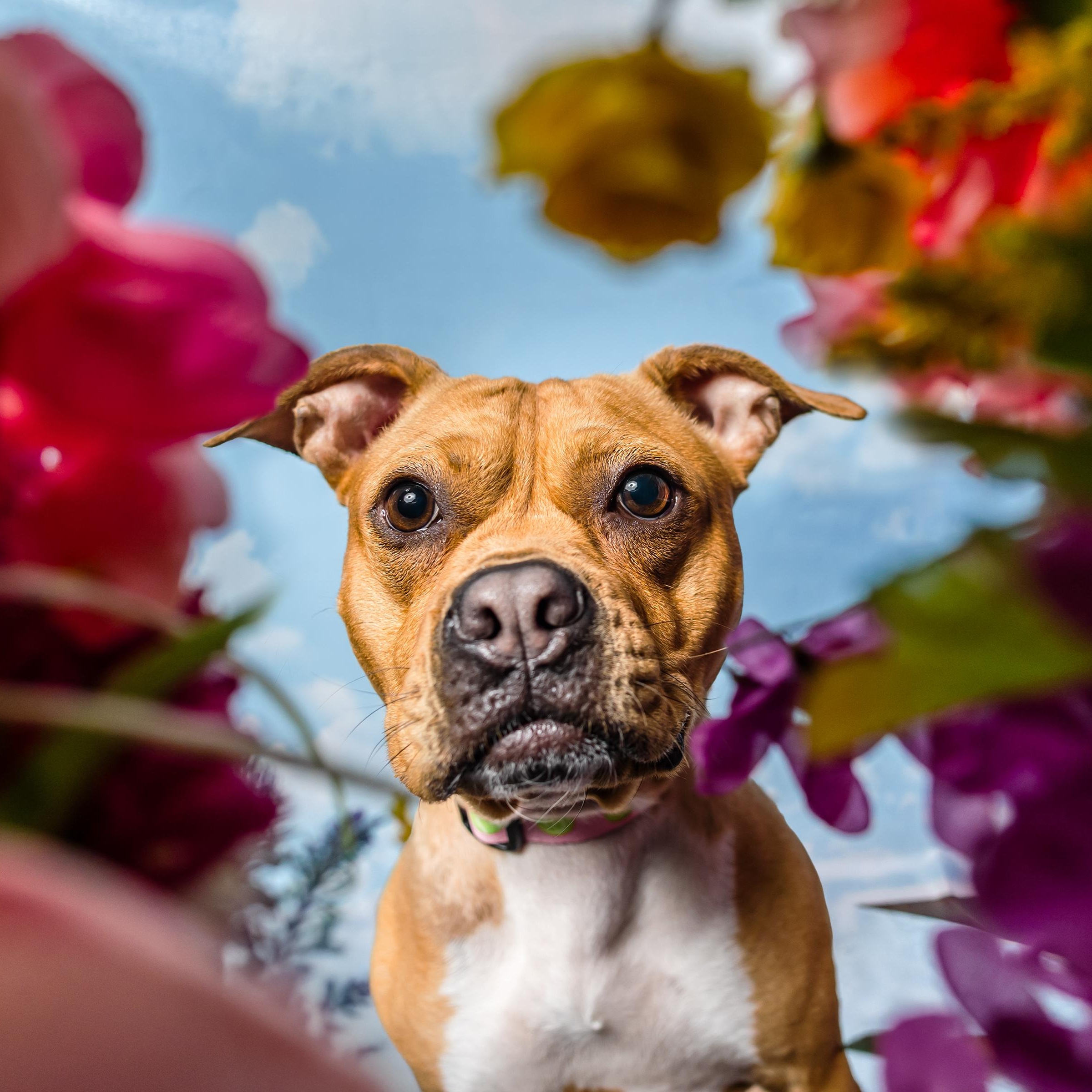 Hazelnut, Adoptable, Adult Female Pit Bull Terrier.