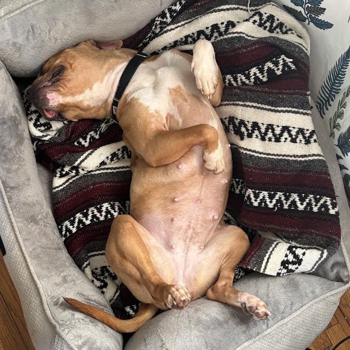 Hazelnut, a Adoptable mixed breed in Buffalo, NY image 5/6