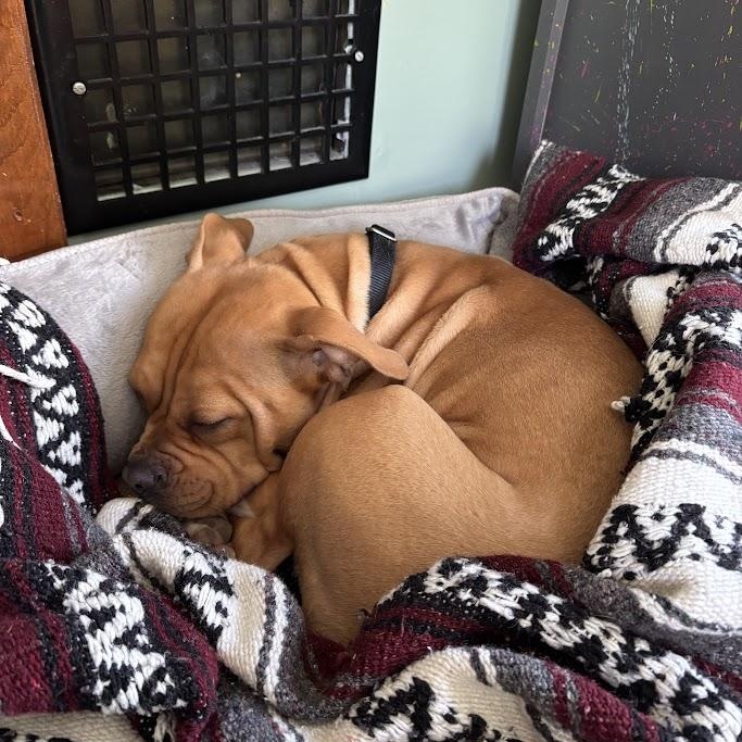 Enlarge Hazelnut, a Adoptable mixed breed in Buffalo, NY image 4/6