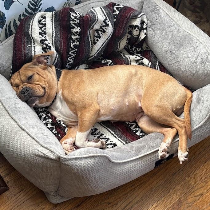 Hazelnut, a Adoptable mixed breed in Buffalo, NY image 3/6