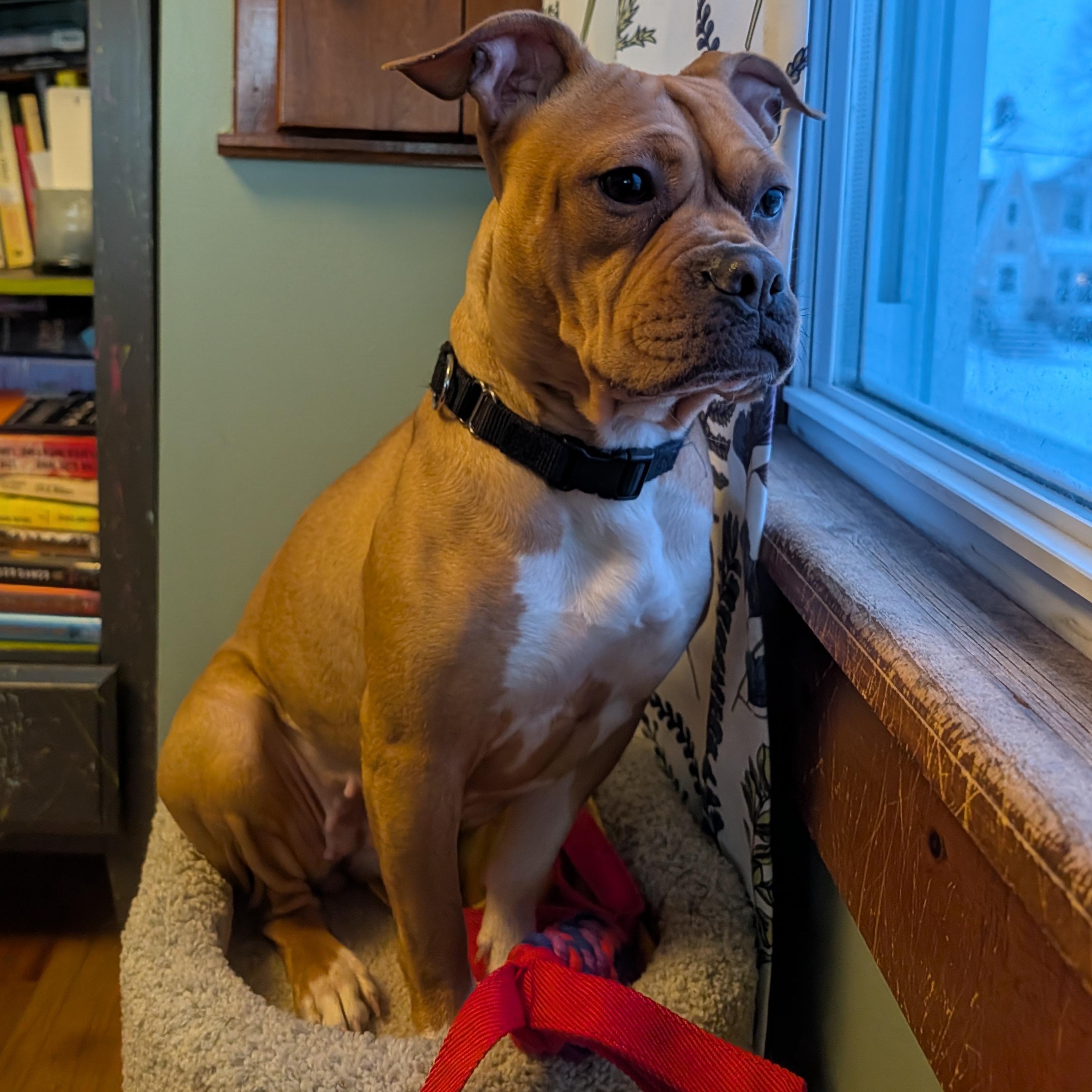 Hazelnut, Adoptable, Adult Female Pit Bull Terrier.