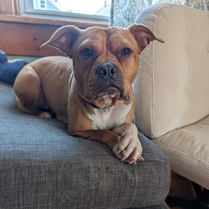 Hazelnut, a Adoptable mixed breed in Buffalo, NY image 6/6