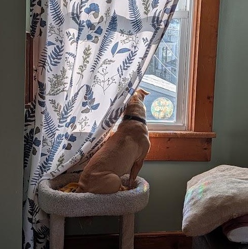 Hazelnut, a Adoptable mixed breed in Buffalo, NY image 4/6